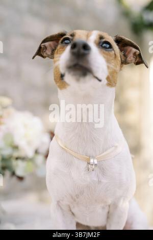 Ein kleiner Hund sitzt mit Eheringen auf einem Band um den Hals und schaut nach oben. Stockfoto