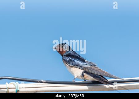 Hoch gelegene Scheunenschwalbe (Hirundo rustica) in Köyceğiz, Turkiye Stockfoto