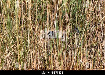 Zanker Scheunenschwalbe (Hirundo rustica) am Köyceğiz-See, Turkiye Stockfoto