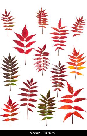 Ein Satz von leuchtend rot-gelben und grünen Herbstsumac-Blättern isolierten Ausschnitt auf weißem Hintergrund Stockfoto