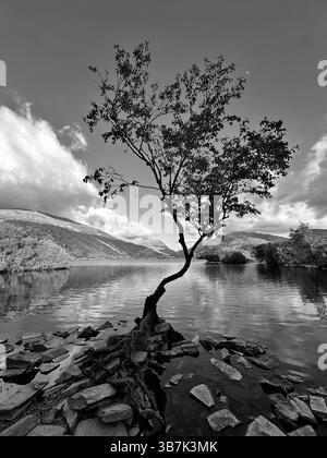 Einfarbiges Bild des einsamen Baumes von Llyn Padarn in Snowdonia, Wales, mit stimmungsvollen Himmel- und Bergreflexionen im ruhigen Seewasser. Stockfoto