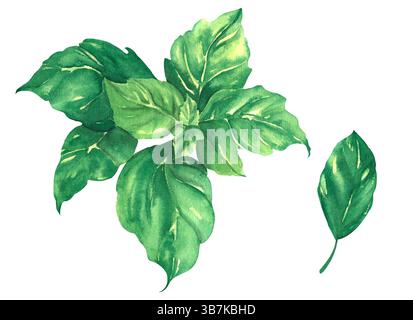 Ein Haufen hellgrüner Basilikum. Basilikumblatt. Aquarell isolierte Illustration handgezeichnet. Zum Drucken auf Speisekarten, Lieferzeiten, Restaurants, sozialen Netzwerken. Stockfoto
