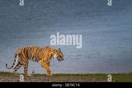 Tigerin Arrowhead schreitet anmutig am Seeufer von Ranthambore entlang, einem majestätischen Symbol für Wildnis und Macht in ihrem natürlichen Reich. Stockfoto