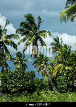 Eine Plantage mit Kokospalmen vor einem dunklen und stürmischen Himmel, direkt vor der Stadt Massinga in Mosambik. Stockfoto