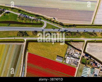 Aus der Vogelperspektive pulsierende Tulpenfelder in voller Blüte mit farbenfrohen Blumenreihen in einer ländlichen Landschaft, mit nahe gelegenen Straßen, Farmen und einem weit entfernten t t Stockfoto