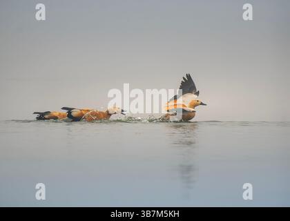 Die roddy Shelduck wird auf eine Länge von 58 bis 70 cm (23 bis 28 Zoll) und hat eine Flügelspanne von 110 bis 135 cm (43 bis 53 Zoll). Das Männchen hat orange-braunes Körpergefieder und Stockfoto