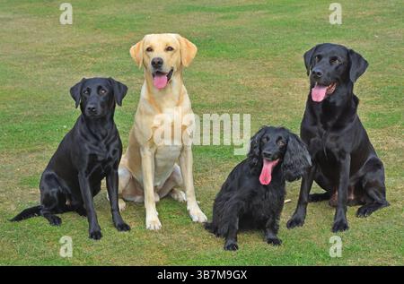 Vier Gun Dog, der zwei schwarze Labradore und einen Goldenen plus einen Spaniel aufstellt. Stockfoto