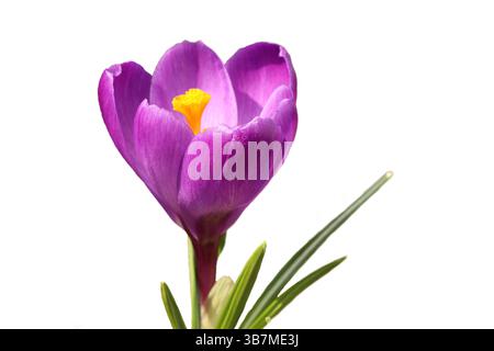 Schöne Blumen im ersten Frühling Krokusse. Safranblüten. Weißer Hintergrund. Stockfoto