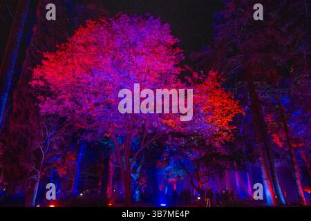 Nächtliche Lichtshow in den Alcazar Gardens Sevilla Andalusien Spanien Stockfoto