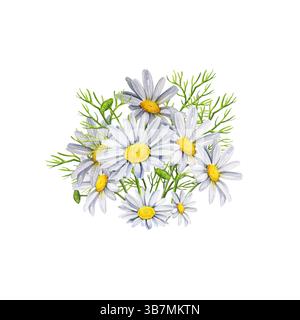 Aquarellstrauß aus weißen Gänseblümchen, Zweigen, Knospen, handgezeichneter Wildfeldkamille, Blütenkopf in Blüte, marguerite, Natur, Blumenfelder Stockfoto