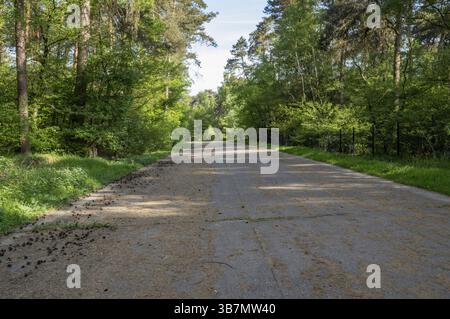 Leere asphaltierte Straße mit Kiefernzapfen durch grünen Wald im Frühjahr Stockfoto