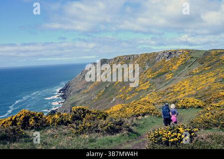Ginster auf den Klippen entlang des South West Coast Pfades westlich von Salcombe. Stockfoto