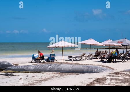 Holbox, Mexiko – 9. Februar 2025: Touristen entspannen sich unter Sonnenschirmen auf dem weichen Sand von Holbox Stockfoto