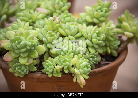 Zimmerpflanze Sedum clavifolius. Tropische Sukulente Stockfoto