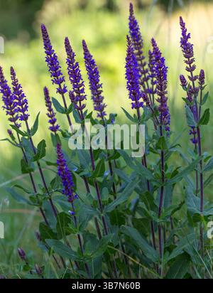 Salvia nemorosa 'Caradonna' blüht in einem Sommergarten. Leuchtend violette, stachelige tellerblüten an dunklen Stämmen, beliebte Staude für Bestäuber Stockfoto