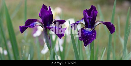Breites horizontales Banner mit blühenden violetten Iris im Garten eleganter floraler Hintergrund für Öko-Branding, Hautpflegeverpackung, Gartenblogs, Frühling Stockfoto