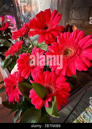 Leuchtende rote Gerbera-Blüten auf teneriffa spanien Stockfoto