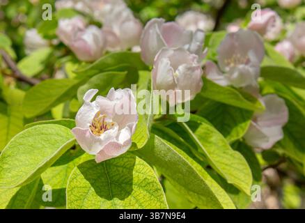 Schöne Nahaufnahme zarte weiße und rosa Blüten auf einem blühenden Quittenzweig im Frühling, blühender Blütenhintergrund. Cydonia oblonga-Blüte. Stockfoto