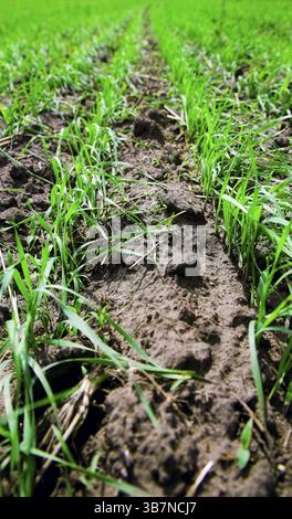 Grünen Sprossen und Laub des Weizens Stockfoto