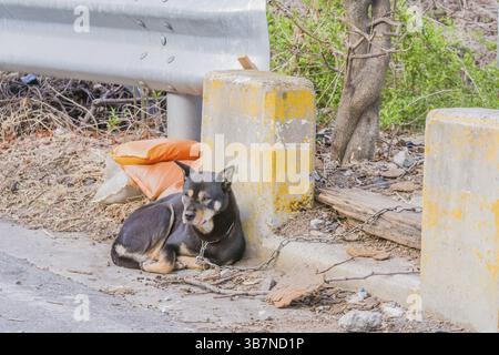 Daejeon, Südkorea. Schwarzer Hund mit braunen Markierungen, angekettet an einem Leitplanken in der Seitenstraße der Stadt, bequem neben einer Betonsäule gelegen Stockfoto
