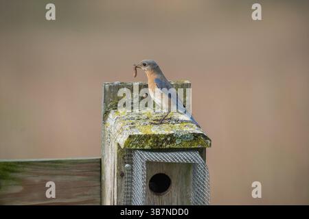 Nahaufnahme von der Seite des weiblichen östlichen Blauvogels (Sialia sialis), der auf dem Nistkasten mit Insekten im Schnabel sitzt. Stockfoto