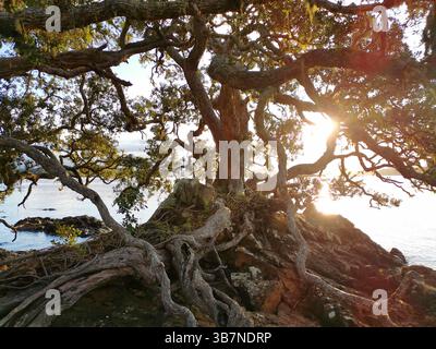 Der alte Pohutukawa-Baum wächst an der felsigen Küste in der Nähe von Inseln, Neuseeland Stockfoto