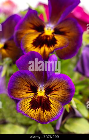 Nahaufnahme einer leuchtenden violetten und orangen Stiefmütterchenblüte in natürlicher Blüte Stockfoto