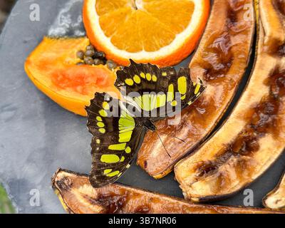 Siproeta stelenes (Malachit) ist ein neotropischer, bürstenfüßiger Schmetterling (Familie Nymphalidae), der sich von Orangen ernährt Stockfoto