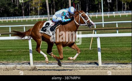 10. Februar 2024, Tampa, FL, USA: Power Squeeze (2), geritten von Daniel Centeno, gewinnt die Suncoast Stakes in Tampa Bay Downs in Tampa Bay, Florida am 10. Februar 2024. Gonzalo Anteliz Jr./Eclipse Sportswire/CSM (Bild: © Gonzalo Anteliz, Jr/CSM via ZUMA Press Wire) Stockfoto