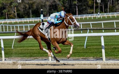 10. Februar 2024, Tampa, FL, USA: Power Squeeze (2), geritten von Daniel Centeno, gewinnt die Suncoast Stakes in Tampa Bay Downs in Tampa Bay, Florida am 10. Februar 2024. Gonzalo Anteliz Jr./Eclipse Sportswire/CSM (Bild: © Gonzalo Anteliz, Jr/CSM via ZUMA Press Wire) Stockfoto