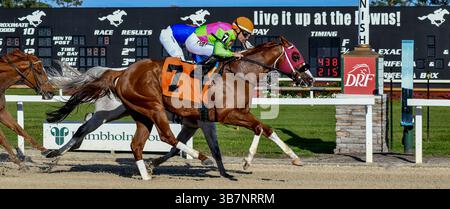 10. Februar 2024, Tampa, FL, USA: Sibelius (7), geritten von Junior Alvarado, gewinnt die Pelican Stakes in Tampa Bay Downs in Tampa Bay, Florida am 10. Februar 2024. Gonzalo Anteliz Jr./Eclipse Sportswire/CSM (Bild: © Gonzalo Anteliz, Jr/CSM via ZUMA Press Wire) Stockfoto