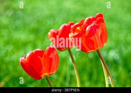 Rote Tulpen. Helle Tulpenblüten blühen im Garten am Frühlingstag. Frühlingsblumen. Selektiver Fokus Stockfoto