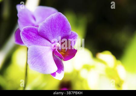 Nahaufnahme der schönen Orchideenblume Stockfoto