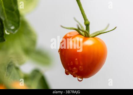 Eine rote Kirschtomate mit Tropfen, die auf einer gesunden grünen Weinrebe wachsen, die nach einem Regenschauer nass ist Stockfoto