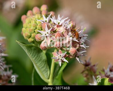 Eine auffällige Milkweed-Pflanze (Asclepias speciosa) mit einer bestäubenden Honigbiene auf einem ihrer blühenden Blumenköpfe. Nahansicht. Stockfoto
