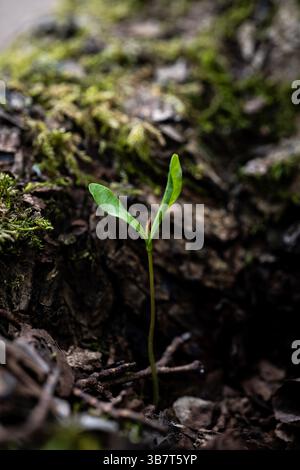 Ein kleiner grüner Spross, der aus dem Waldboden auftaucht, umgeben von Moos und Rinde, symbolisiert Wachstum und Neuanfang in der Natur. Stockfoto