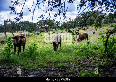 15. Mai 2016, Huelva, Spanien: Schwarze iberische Schweine wachsen frei in einem kargen Steineichenwald in einer spanischen Region Sierra de Aracena Jabugo Huelva Spanien...die Wiese ist ein Wald aus Steineichen, Eichen, Korkeichen und Galleichen. Wir finden diesen Lebensraum im Südwesten der Iberischen Halbinsel. In Spanien befindet sich fast die Hälfte der Hektar Dehesa in Extremadura. Und heute reden wir darüber, weil es der ideale Ort ist, um das iberische Schwein zu züchten. Es ist der Ort, an dem die Exemplare dieses Tieres während der Mastsaison (Montanera) frei weiden, die mit der Zeit W zusammenfällt Stockfoto