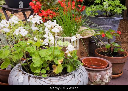 Nahaufnahme von Containern mit weißen Geranie- und roten Begonia-„Dragon Wing“-Blumen auf einer erhöhten hölzernen Terrasse im Garten im Sommer. Stockfoto