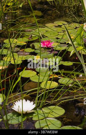 Nahaufnahme der weißen Nymphaea 'Gonnere', rosa 'Attraktion' - Wasserlilie im Teich durch Schoenoplectus 'Albescens' - Grauer Club rauscht im Garten. Stockfoto