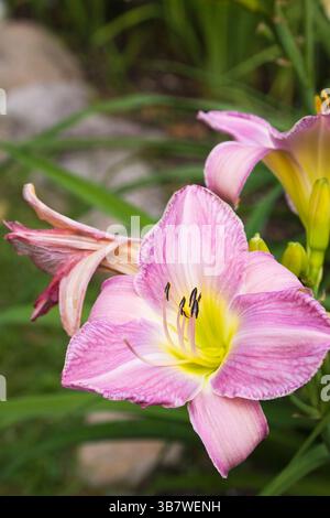 Nahaufnahme von rosa und gelben Hemerocallis „Gingham Maid“ - Taglilienblüte, die im Sommer im Garten im Garten mit Pollen bedeckt ist. Stockfoto