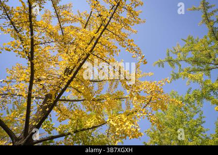 Bäume mit gelben Blättern, die in den Herbst oder die Herbstsaison übergehen. Stockfoto