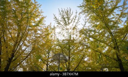 Park mit Bäumen und Laub, Blätter werden gelb. Jahreszeit wechselt in Herbst oder Herbst. Stockfoto