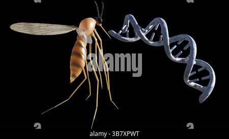 Ein 3D-Rendering von Anopheln und DNA-Helix. Die Auswirkungen genetischer Informationen im Zusammenhang mit Krankheiten, die sie tragen, oder genetischen Veränderungen. Stockfoto