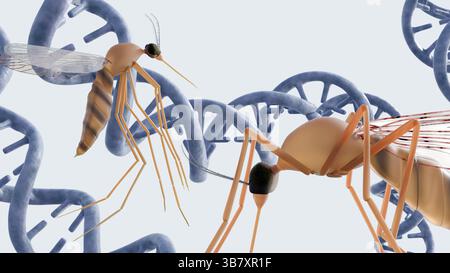 Ein 3D-Rendering von Anopheln und DNA-Helix. Die Auswirkungen genetischer Informationen im Zusammenhang mit Krankheiten, die sie tragen, oder genetischen Veränderungen. Stockfoto