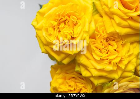 Nahaufnahme von frischen gelben Rosen auf weißem Hintergrund. Stockfoto