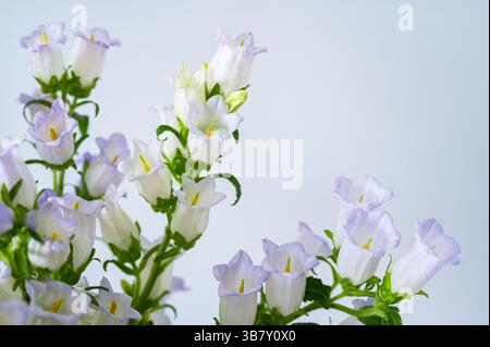 Hellviolette und weiße Glockenblumen (campanula) blühen auf einem weichen blauen Hintergrund. Stockfoto
