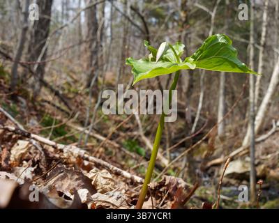 Rote Billionen Pflanzen wachsen im Wald Stockfoto