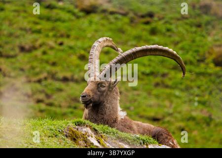 Tierwelt, Steinbock 26. April 2025, AUT, Ferleiten: Steinbock mit mächtigen Hörnern an einem Hang in den österreichischen Alpen. *** Wildtiere, Steinbock 2025 04 26, AUT, Ferleiten Steinbock mit mächtigen Hörnern auf einem Hang in den österreichischen Alpen Stockfoto