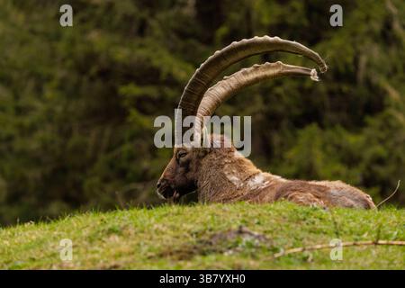 Tierwelt, Steinbock 26. April 2025, AUT, Ferleiten: Steinbock mit mächtigen Hörnern an einem Hang in den österreichischen Alpen. *** Wildtiere, Steinbock 2025 04 26, AUT, Ferleiten Steinbock mit mächtigen Hörnern auf einem Hang in den österreichischen Alpen Stockfoto