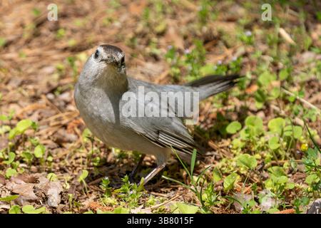 Grauer Katzenvogel auf dem Boden und Blick in die Kamera. Stockfoto